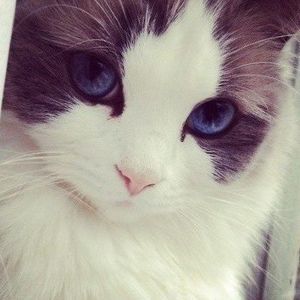 Meet your Posher, Xue